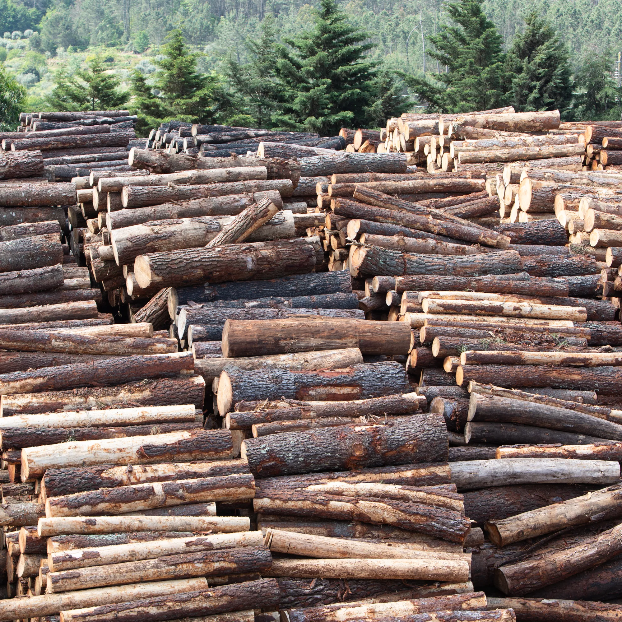 image-Forstwirtschaft