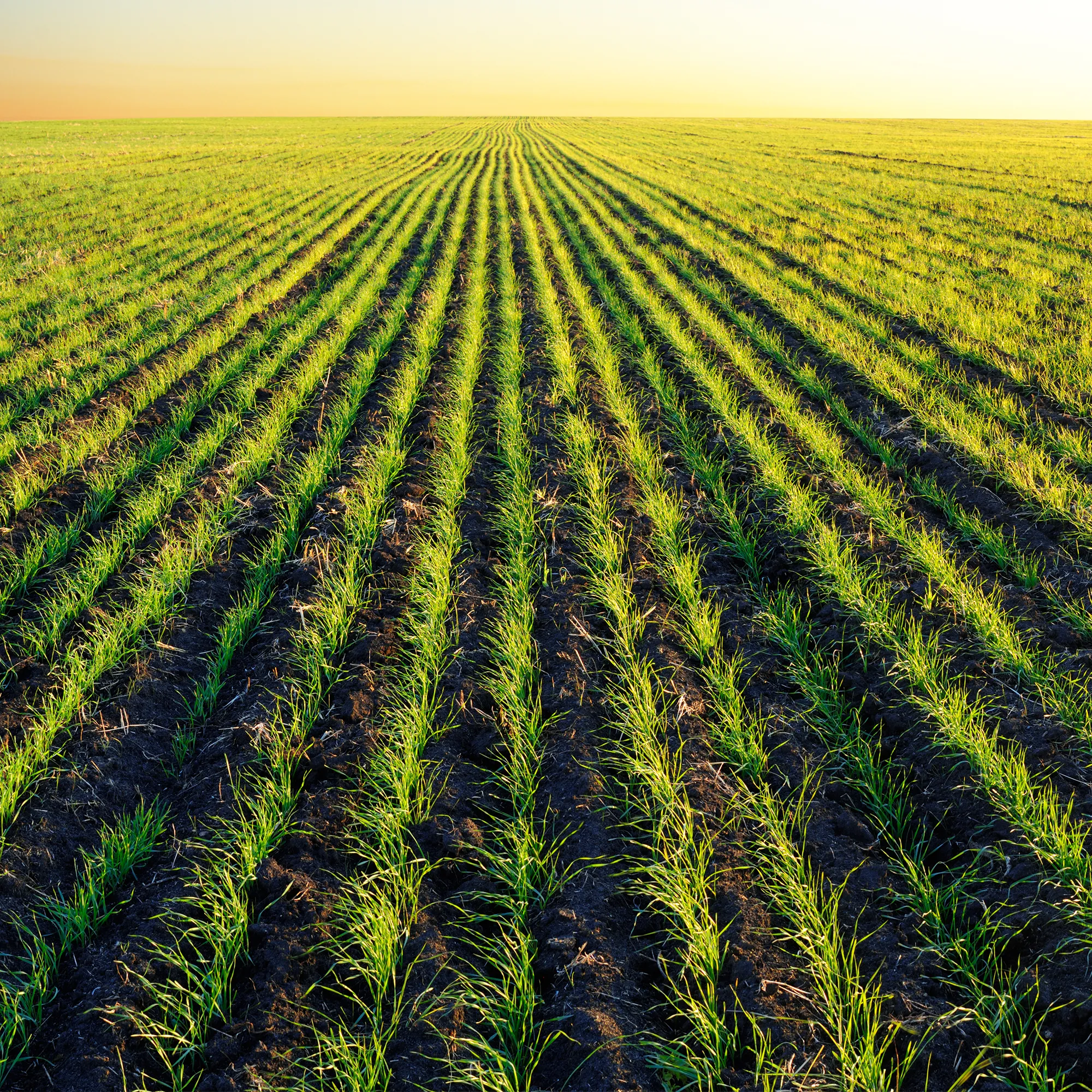 image-Landwirtschaft